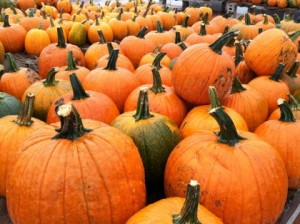 pumpkin-picking-for-kids-and-families-in-greater-boston