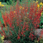penstemon_barbatus_mann_lg